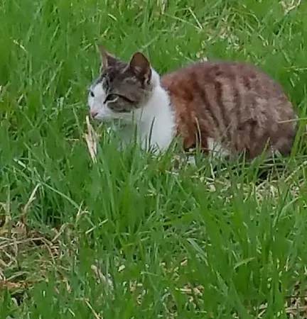 Kanonia Gerakas Vasilikí