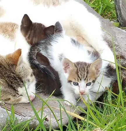 빌라 Kanonia Gerakas Vasilikí