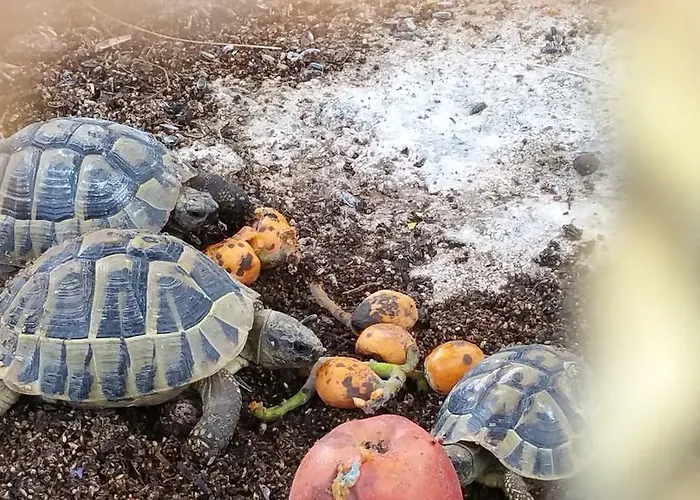 Villa Kanonia Gerakas *