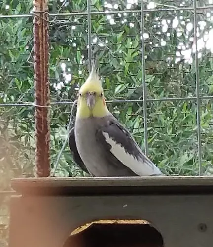 Kanonia Gerakas Vasilikí