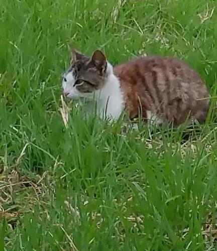 Kanonia Gerakas Vasilikí