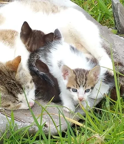 Villa Kanonia Gerakas Vasilikí