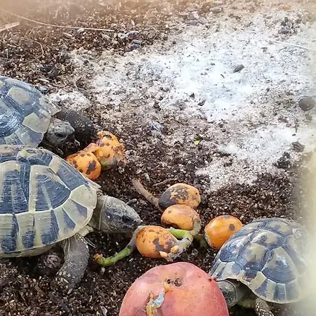 Villa Kanonia Gerakas *