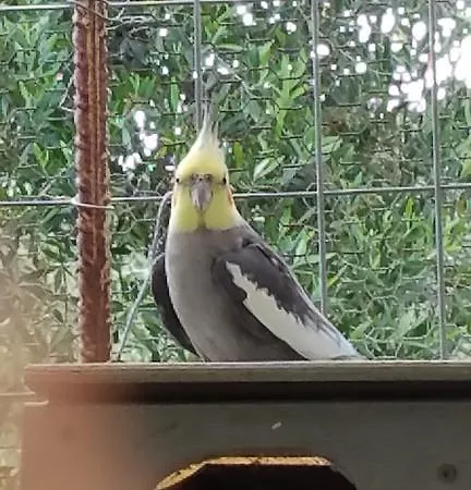 Kanonia Gerakas Vasilikí